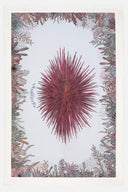 WWF Sea Urchin Ecru | Signature Beach Towel - Sun of a Beach